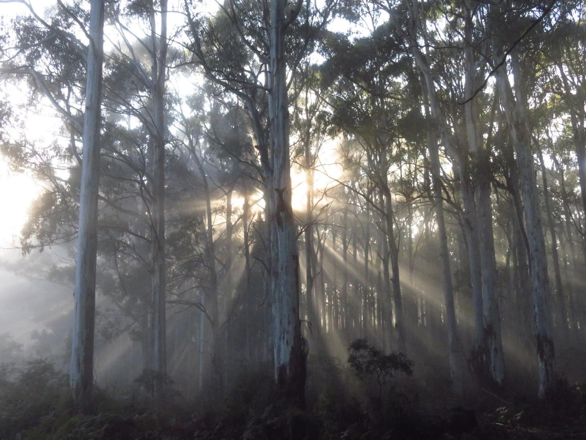 Sassafras Treehouse Private Home In The Dandenong Ranges, Victoria Экстерьер фото