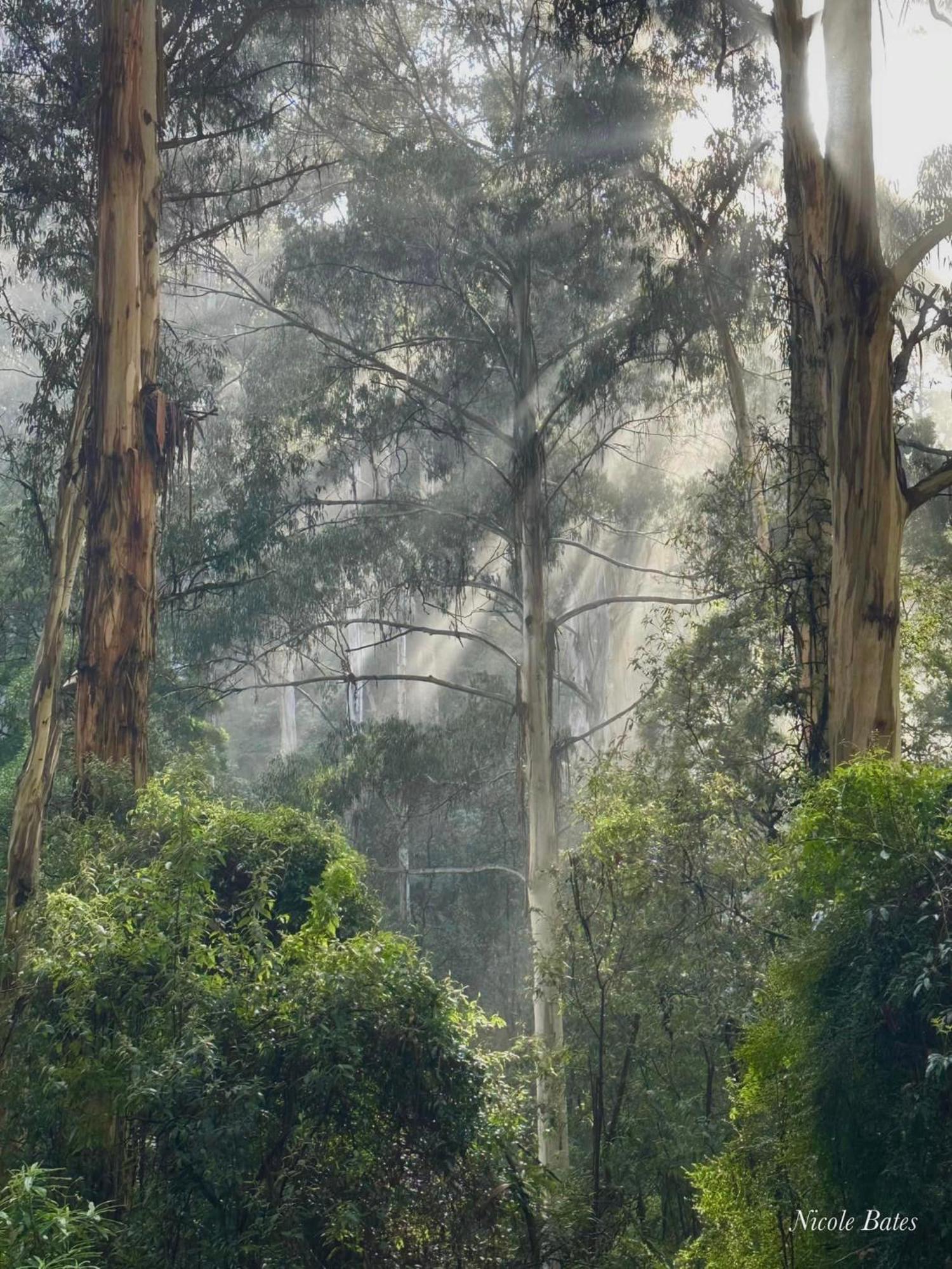 Sassafras Treehouse Private Home In The Dandenong Ranges, Victoria Экстерьер фото