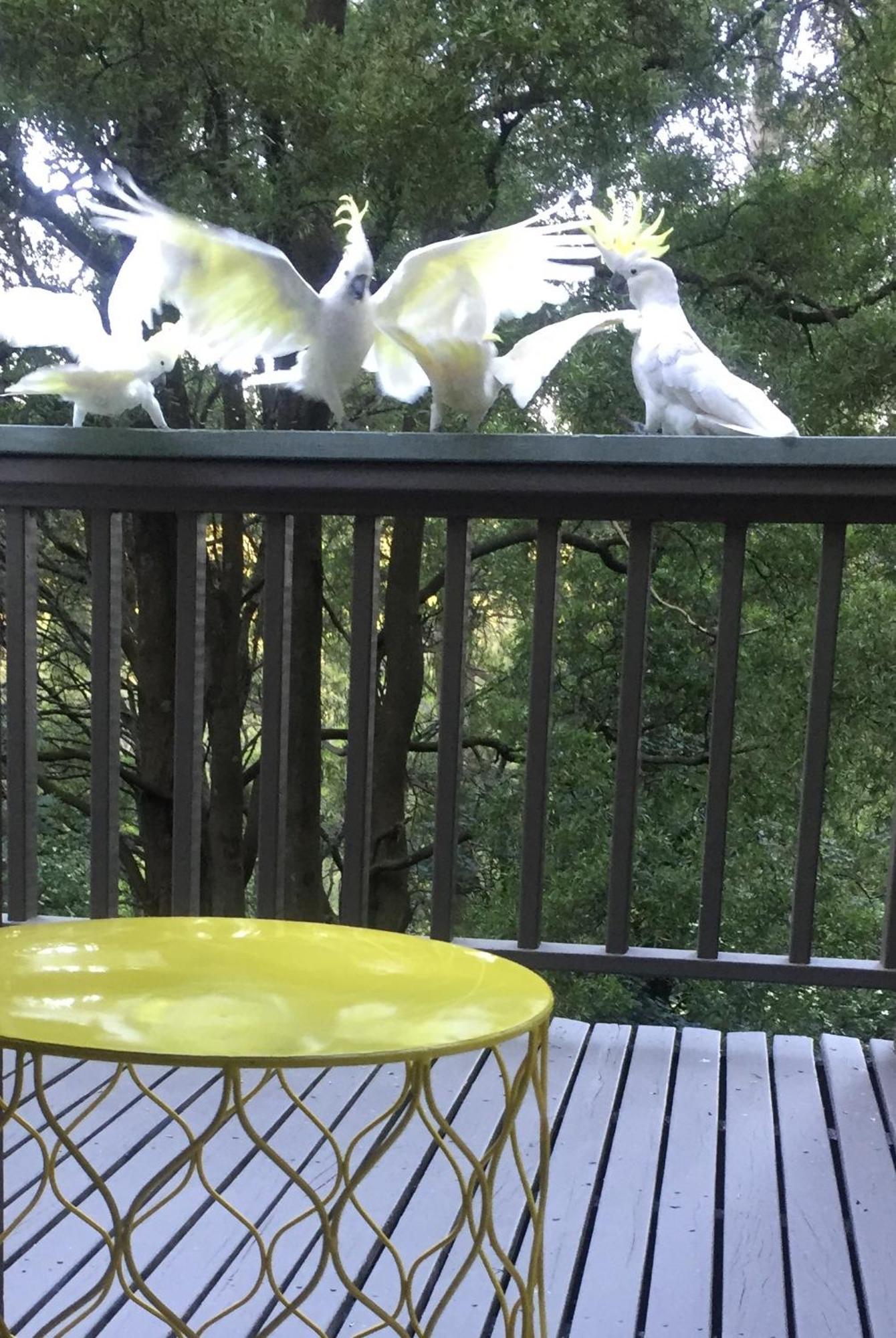 Sassafras Treehouse Private Home In The Dandenong Ranges, Victoria Экстерьер фото